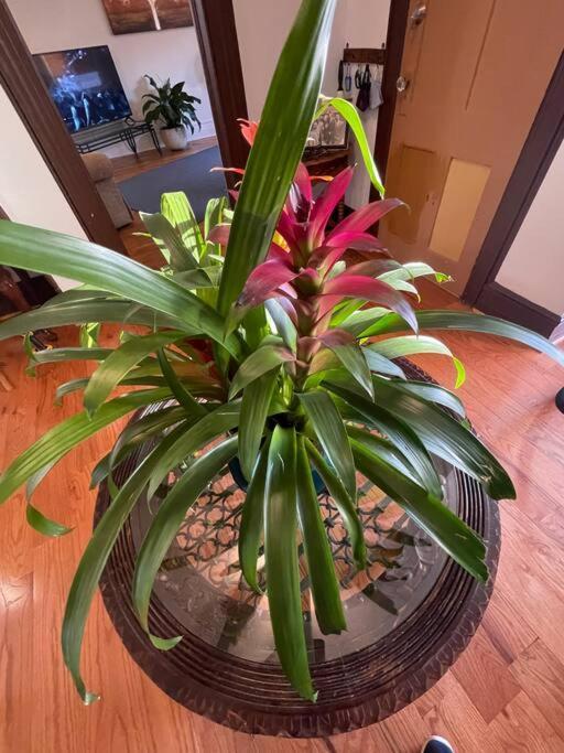 Urban Oasis With Sauna And King Bed With Free Parking Plus More Apartment *